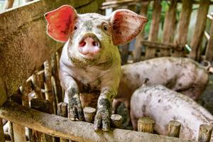 NOVA EPIDEMIJA? Trećina svinja u Hrvatskoj zaražena hepatitisom E koji kod ljudi izaziva upalu jetre