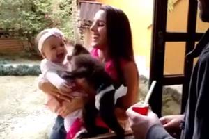 MAJMUNČE I BEBA NAJBOLJI DRUGARI! Životinja ljubi devojčicu, a ona se zacenjuje od smeha! (VIDEO)