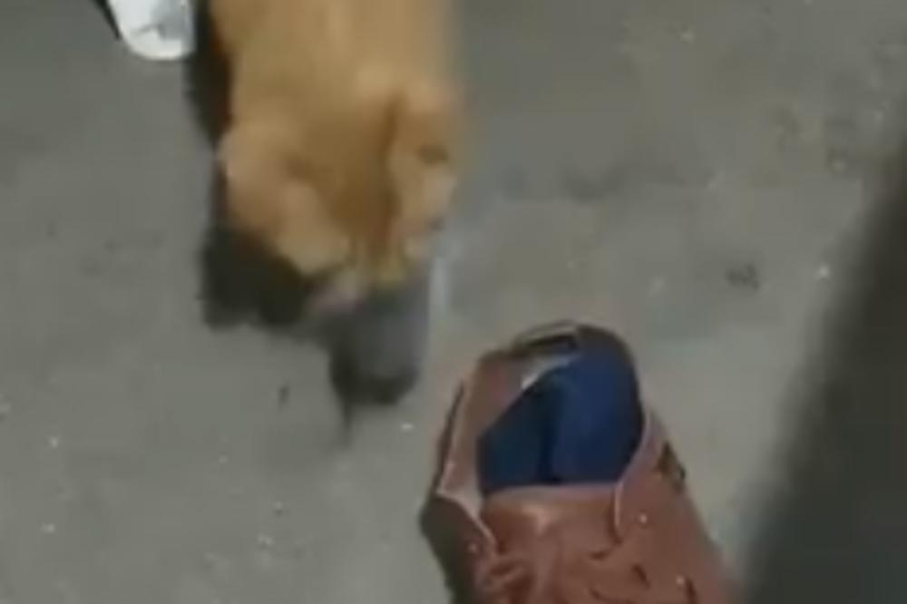 OVO DVOJE SU ISTI TOM I DŽERI! Mačka vijala miša, nikako da stane, a on se dao u BEG (VIDEO)