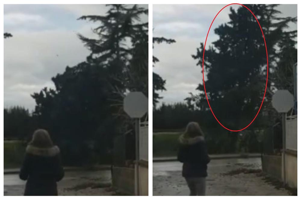 PIJAVICA ČUPALA DRVEĆE U ZADRU: Žena krenula na posao i za korak izbegla da drvo padne direktno na nju! (FOTO)