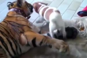 NIČEG SE NE BOJI! Maleni, dosadni pas napada ogromnog tigra, a evo kako on reaguje! (VIDEO)