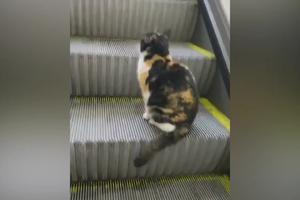 NEŠTO NEVIĐENO! Mačka se vozi pokretnim stepenicama, sama trči ka njima bez trunke straha! (VIDEO)