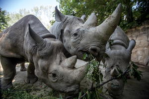 ČETIRI PUTA VEĆI OD SLONA, TEŽAK 24 TONE U Kini pronađeni fosili nosoroga koji je bio viši od žirafe