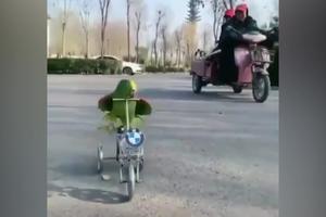 ČUDO NEVIĐENO! Papagaj vozi bicikl, okreće pedale u punoj brzini, ljudi u neverici (VIDEO)