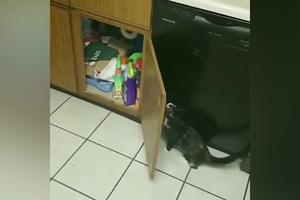 NE KAŽE SE DŽABE SNALAŽLJIV KO MAČKA! Evo kako ova maca otvara vitrinu da bi se dokopala hrane (VIDEO)