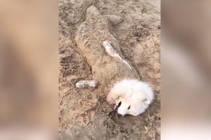 DA MU ČOVEK POZAVIDI! Pogledajte kako samojed provodi dan na plaži, pas umislio da je sirena! (VIDEO)