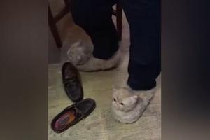 KAKAV URNEBES! Pogledajte reakciju mačke kada je videla da joj gazda nosi patofne sa mačećim likom (VIDEO)