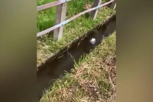 PTIČICA HTELA DA SE PROVOZA! Ušla je u odvodni kanal, voda je nosila nizbrdo, ko zna dokle je stigla (VIDEO)