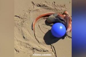 OVO DO SADA NISTE VIDELI! Hobotnica se na pesku igra sa loptom, kao malo dete (VIDEO)