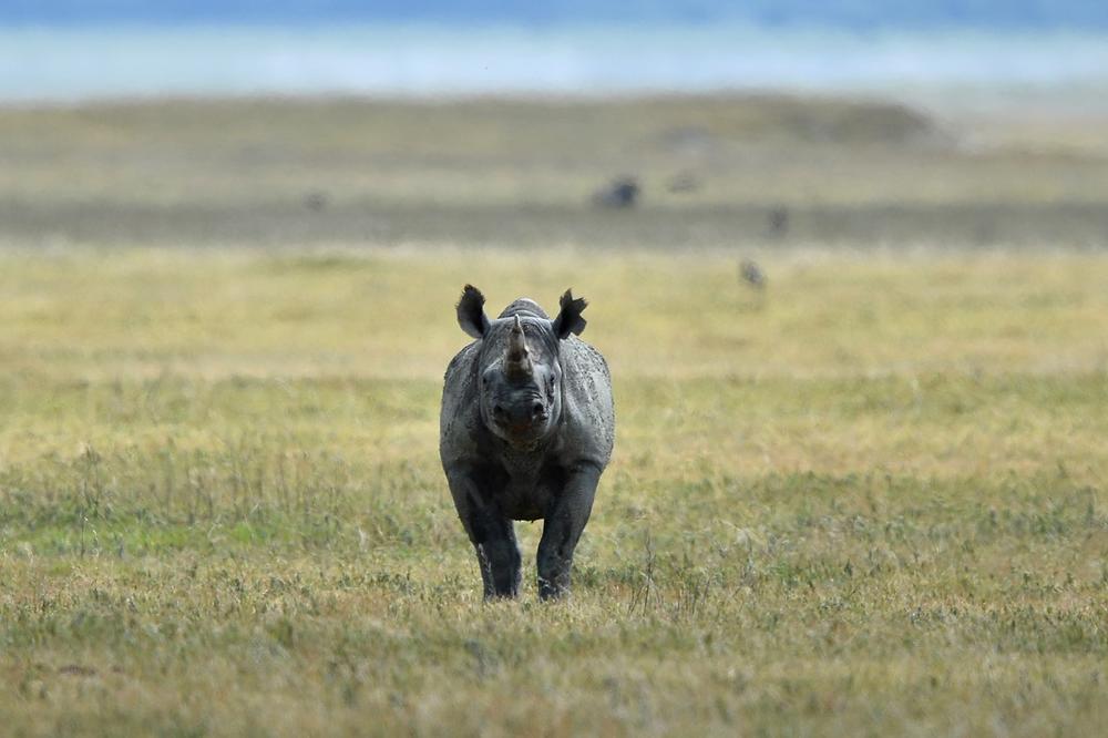 U POTRAZI ZA LJUBAVLJU: Vitka i mirna ženka belog nosoroga Ema traži partnera u Japanu, glavni udvarač je 10-godišnji Moran