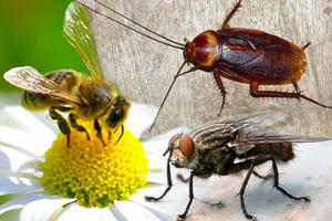 ONE SU ODVRATNE, ALI BEZ NJIH NE BI BILO NI NAS: Ako izumru ove 3 vrste insekata nastaće ekološki haos!