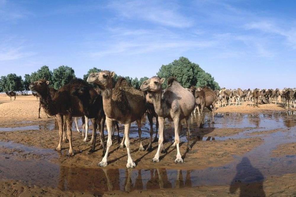 TUGA! VATRA IM GUTA DOM A LJUDI KREĆU DA IH TAMANE MECIMA: Čak 10.000 kamila u Australiji ubijaju zbog zaliha vode!