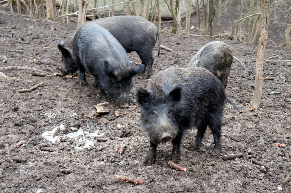 SEZONA LOVA U TOPLICI: Zabeležen rekordan ulov od 80 divljih svinja