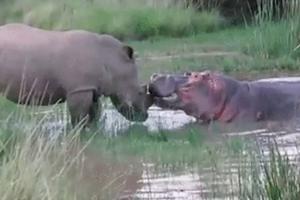 DEDER, KOMŠO, PRIĐI BLIŽE! Dovitljivi nilski konj iskoristio nosoroga i zdimio! (VIDEO)