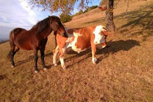 NAJNEOBIČNIJA LJUBAV U SRBIJI: Konj Soko slepo zaljubljen u kravu Šarku, gazda je imao PLAN da ovu vezu prekine (VIDEO)