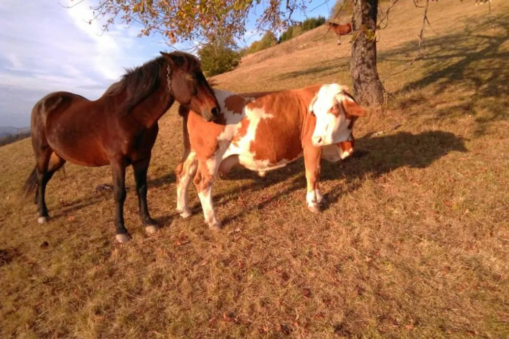 NAJNEOBIČNIJA LJUBAV U SRBIJI: Konj Soko slepo zaljubljen u kravu Šarku, gazda je imao PLAN da ovu vezu prekine (VIDEO)