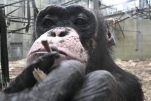 MAJMUNIŠE SE! Šimpanza koja obožava dijamante i cipele, pali cigaretu i puši kao pravi čovek! (VIDEO)