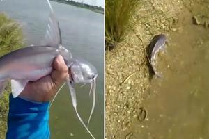 NISI REKAO TRI ŽELJE! Ribolovac bacio ribu u vodu, a ona mu se vraćala ponovo i ponovo! (VIDEO)