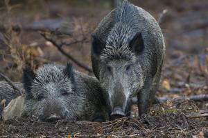 HAOS U ZAGREBU: Divlje svinje napale nemačkog ovčara, ljudi u strahu a lovci ne mogu ništa