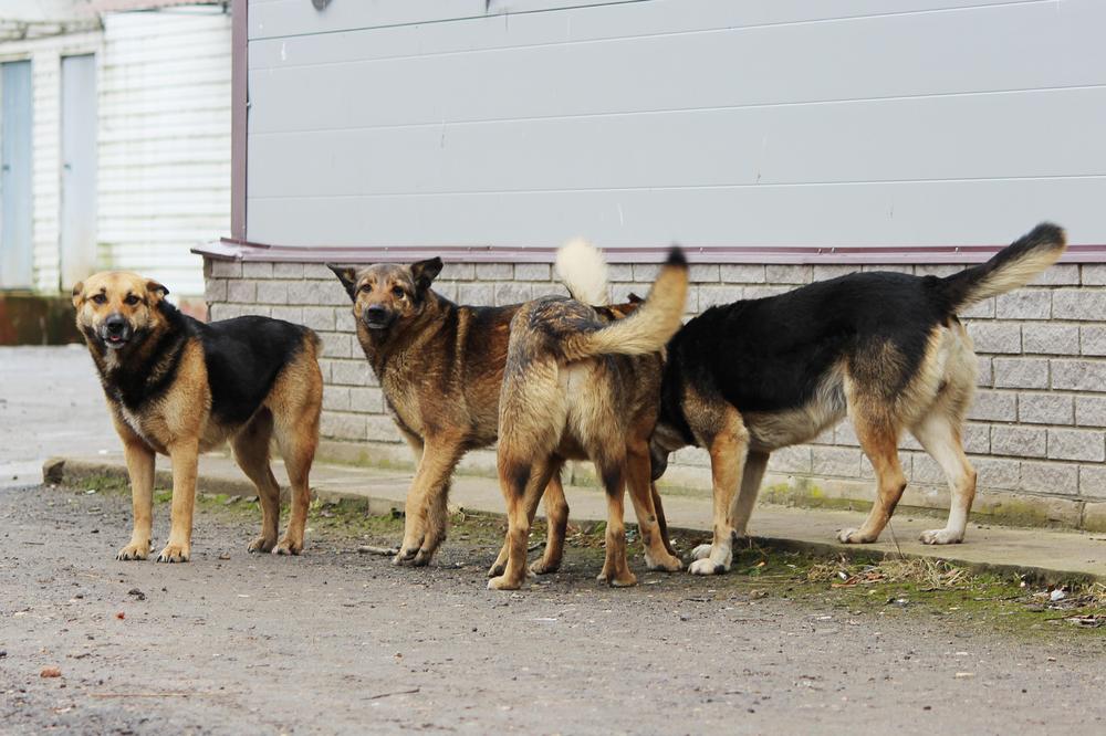 BORIVOJA IZ NOVE VAROŠI IZUJEDALI PSI LUTALICE: Ima pet rana i tešku povredu tetiva