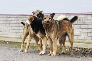 IDUĆE GODINE NEĆU IMATI NIŠTA, A OD TOGA ŽIVIM: Psi lutalice u Valjevskoj Loznici poklale ovce i jagnjad, šteta preko 5.000 evra