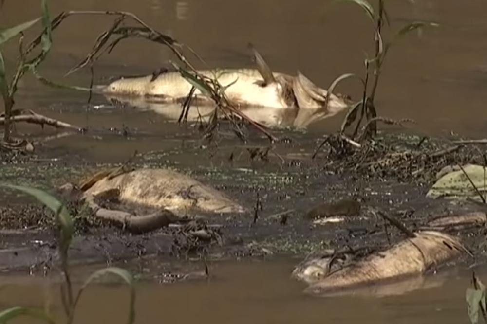 ZBOG POŽARA HOROR U AUSTRALIJSKIM REKAMA: Na hiljade uginulih riba, pomoć meštana stigla kasno! (VIDEO)