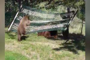 RASTU U OPASNE ZVERI, ALI SU KAO DECA: Mladunci crnog grizlija ne mogu da se odvoje od mreže za ljuljanje (VIDEO)
