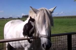 LJUBAV NA SEOSKI NAČIN! Konj i mačka nerazdvojni, on se pravi važan, ali ona je uporna! (VIDEO)
