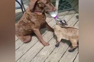 POTPUNO ĆETE SE RAZNEŽITI! Ženka psa brine o malim jarićima kao da im je majka, evo kako im daje mleko da piju (VIDEO)
