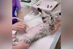 NIŠTA JE NE MOŽE IZNENADITI! Ova preslatka maca pregled kod veterinara doživljava kao relaks masažu! (VIDEO)