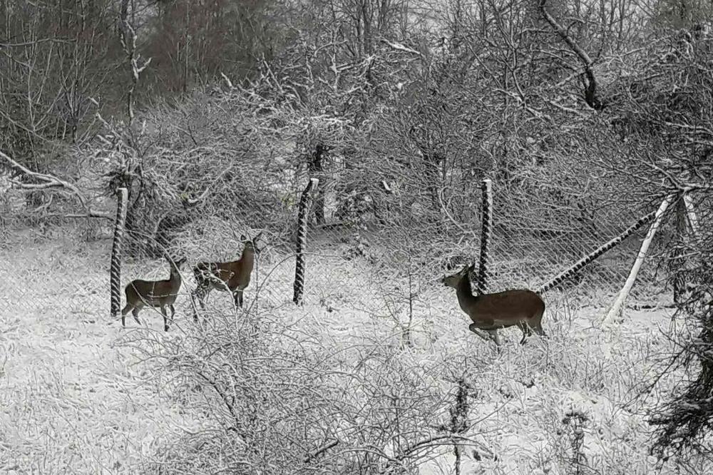 VRАĆЕNI U SVОЈЕ STАRО STАNIŠTЕ: Lovište u Studenici bogatije za 28 jedinki evropskog jelena