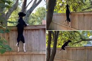 VEVERICE NE MOŽE DA SMISLI! Čim ih primeti u blizini dvorišta, ovaj pas totalno odlepi! (VIDEO)