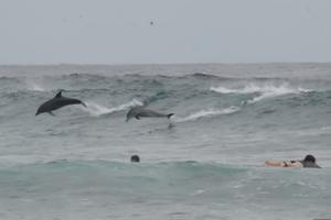 OVO JE OSTVARENJE SNA! Jato delfina okružilo surfere, oni se oduševili, pa uradili ovo! (VIDEO)
