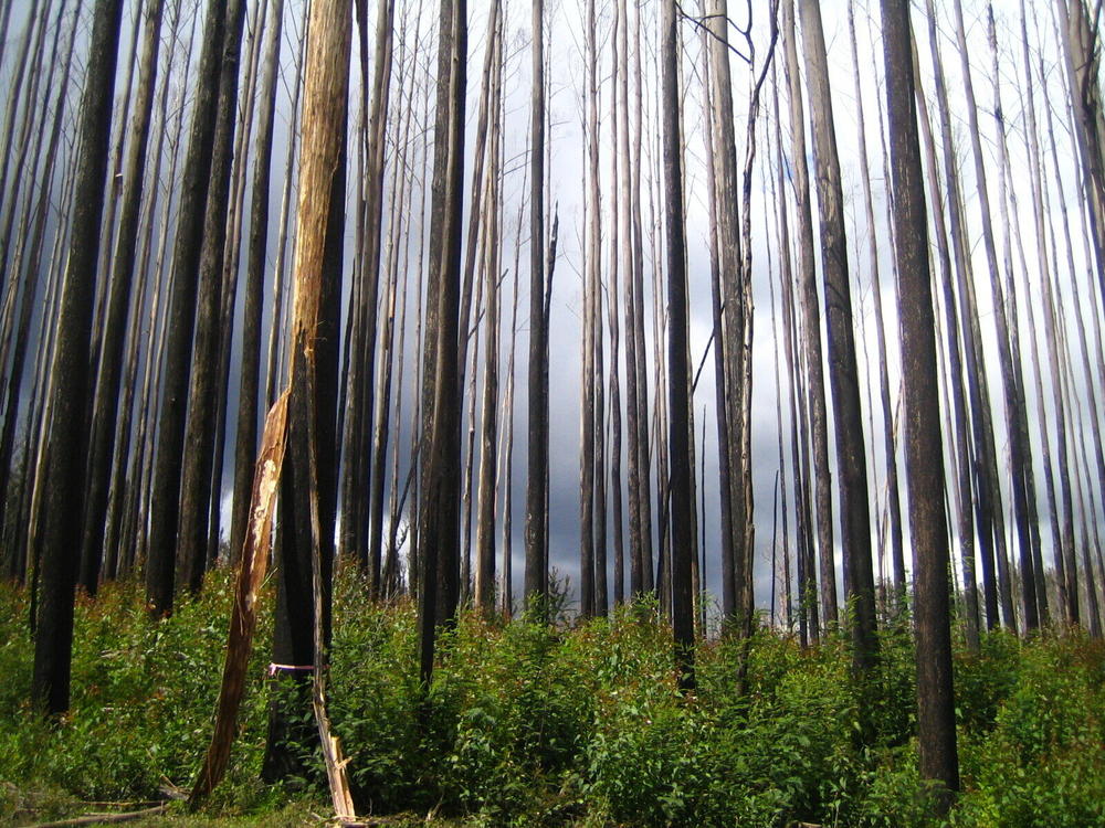 Australija, požar, šuma, bilje
