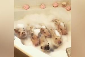 PRONAĐITE ULJEZA NA SNIMKU! Pet prasića kupaju se u kadi punoj vode i sapunice, ali otkud on među njima? (VIDEO)