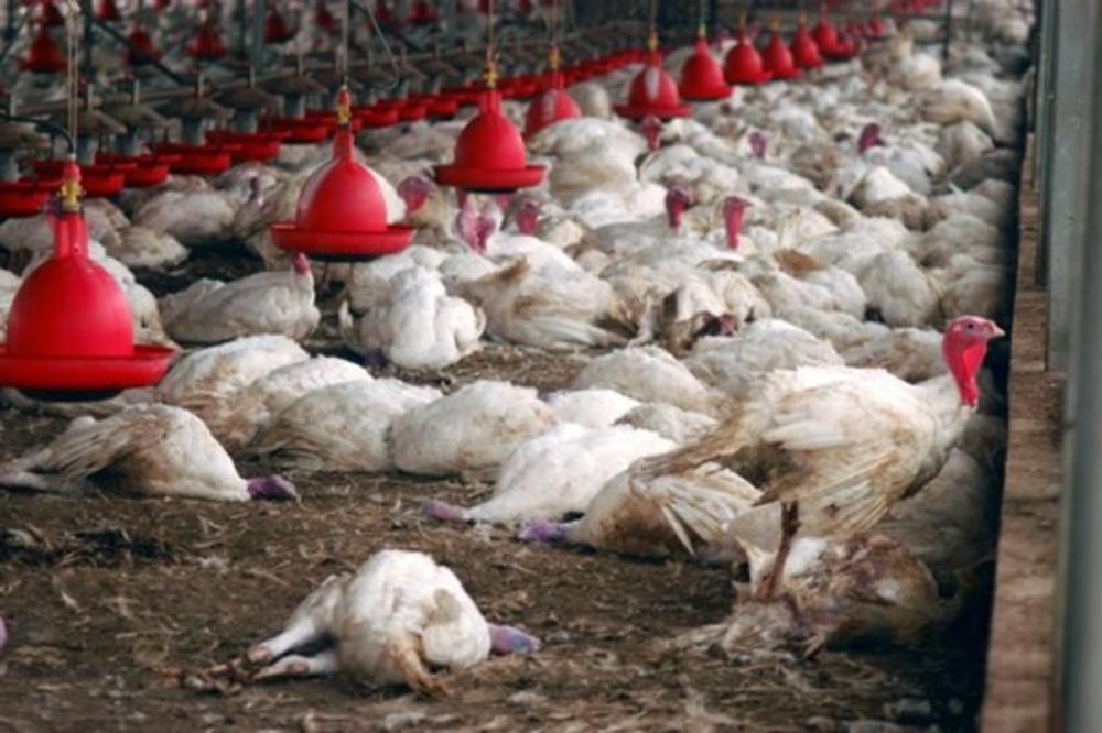 PTIČIJI GRIP SE ŠIRI FRANCUSKOM: Za dan zaražene 24 živinarske farme!