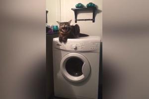 CELA SE TRESE ALI NE SILAZI SA NJE! Mačka se popela na veš mašinu, a kad je krenula centrifuga počelo je ludilo (VIDEO)