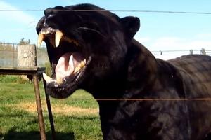 NAJJEZIVIJI SNIMAK! Kada ovaj crni jaguar otvori usta i najhrabriji ljudi zaplaču od straha (VIDEO)