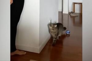 OVA IGRA NIKAD NIJE BILA UZBUDLJIVIJA! Neverovatna reakcija mačke kada je ugledala vlasnicu! (VIDEO)