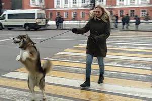 PAS UBEĐEN DA JE ČOVEK! Ljubimac isključivo ovako prelazi ulicu na pešačkom! (VIDEO)