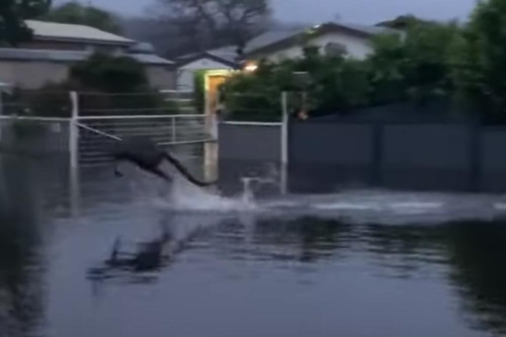 POPLAVE NATERALE KENGURE DA SE OVAKO KREĆU KROZ VODU: Nova nepogoda opustošila Australiju, životinje na udaru! (VIDEO)