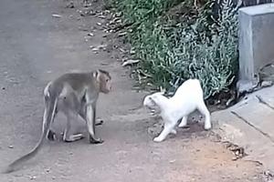 NAJSTRAŠNIJA BITKA JE PRED VAMA! Majmun i mačka su se našli oči u oči i RAT je mogao da počne (VIDEO)
