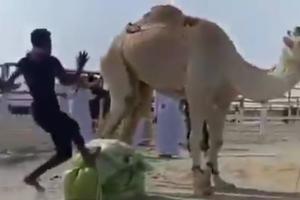 OVO JE ZAISTA BOLELO! Čovek je trčao ka kamili, a onda je nastao neverovtan snimak (VIDEO)