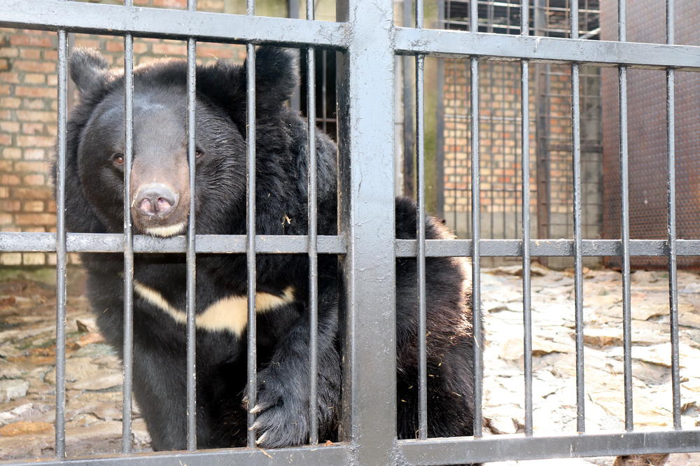 ZNAK NA SRETENJE! Medvedi u zoo vrtu u Jagodini videli svoju senku, evo šta to znači za KRAJ ZIME