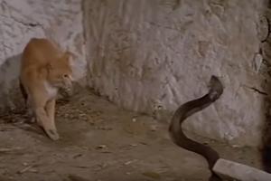 ŽESTOK OBRAČUN MAČKE I KOBRE! Kada vidite ovu borbu sa zmijom otrovnicom neće vam biti dobro (VIDEO)