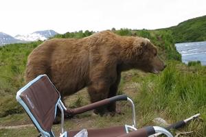 ZASTRAŠUJUĆE! Čovek je sedeo u prirodi i uživao, a onda je pored njega seo veliki medved, SRCE DA VAM STANE (VIDEO)