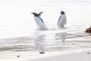 NIJE JOŠ SPREMAN ZA PRVO KUPANJE! Pingvin histerično beži od hladne vode koja ga zapljuskuje! (VIDEO)