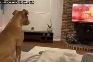 SVI SMO PUSTILI SUZU ZBOG OVE SCENE! Emotivna reakcija psa na potresni trenutak iz filma “Kralj lavova” (VIDEO)