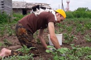 CICA BAŠTOVANKA! Ovako mačka vrednica pomaže svom vlasniku da počupa korov! Popela mu se na glavu! (VIDEO)