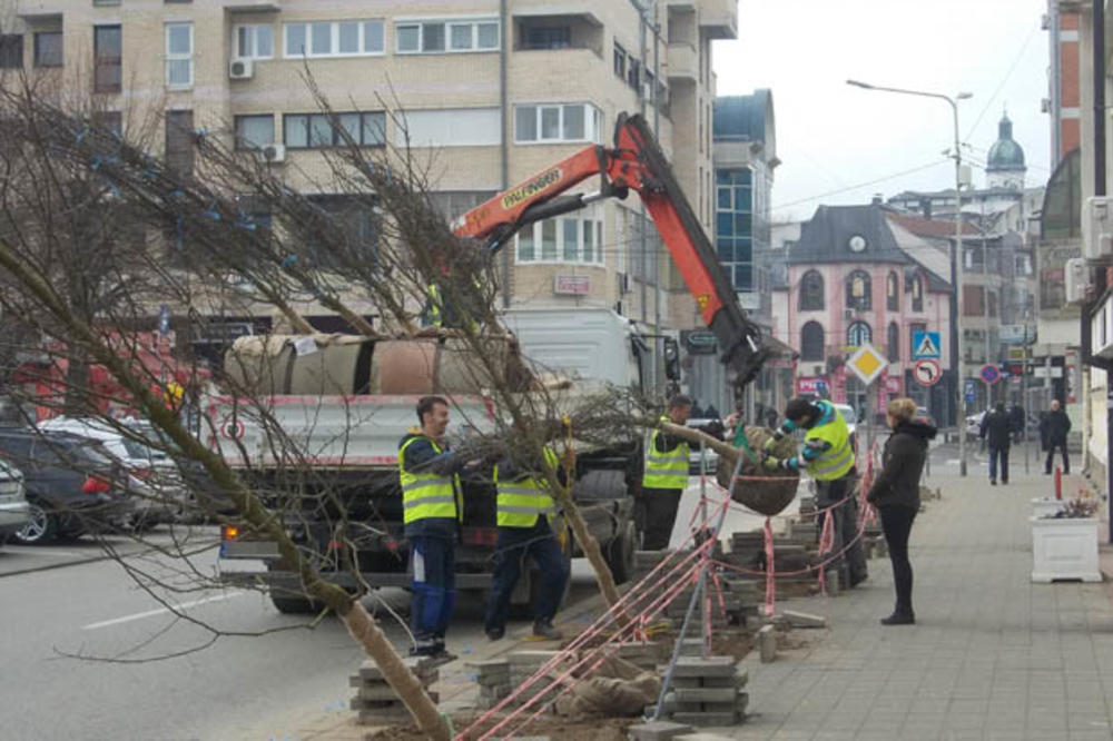 NIČU DRVOREDI U LOZNICI: Novih 200 sadnica da grad bude zelena oaza